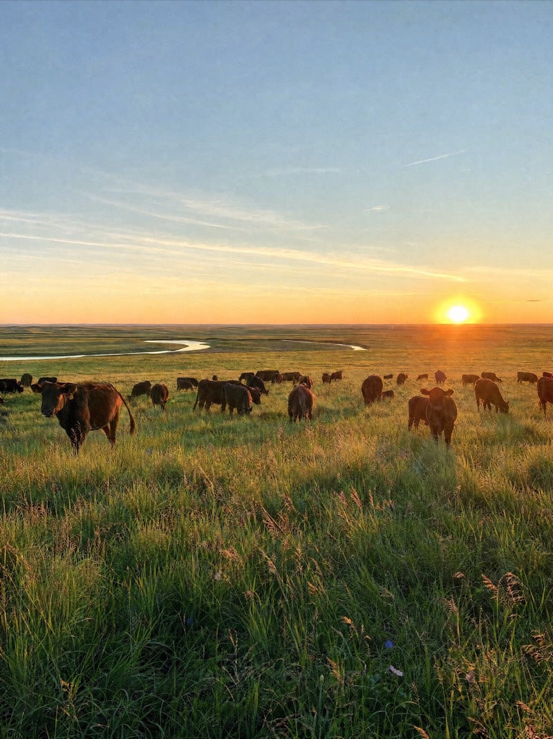 Pradera con ganado al atardecer