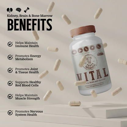 VITAL - Riñón, Sesos y Tuetano